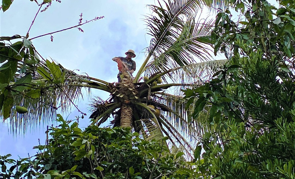 Nghề &quot;ăn cơm dương gian, làm việc trên trời&quot;: Chỉ 10 giây, &quot;vua khỉ&quot; miền Tây thoăn thoắt leo cây dừa cao hơn chục mét - Ảnh 1.