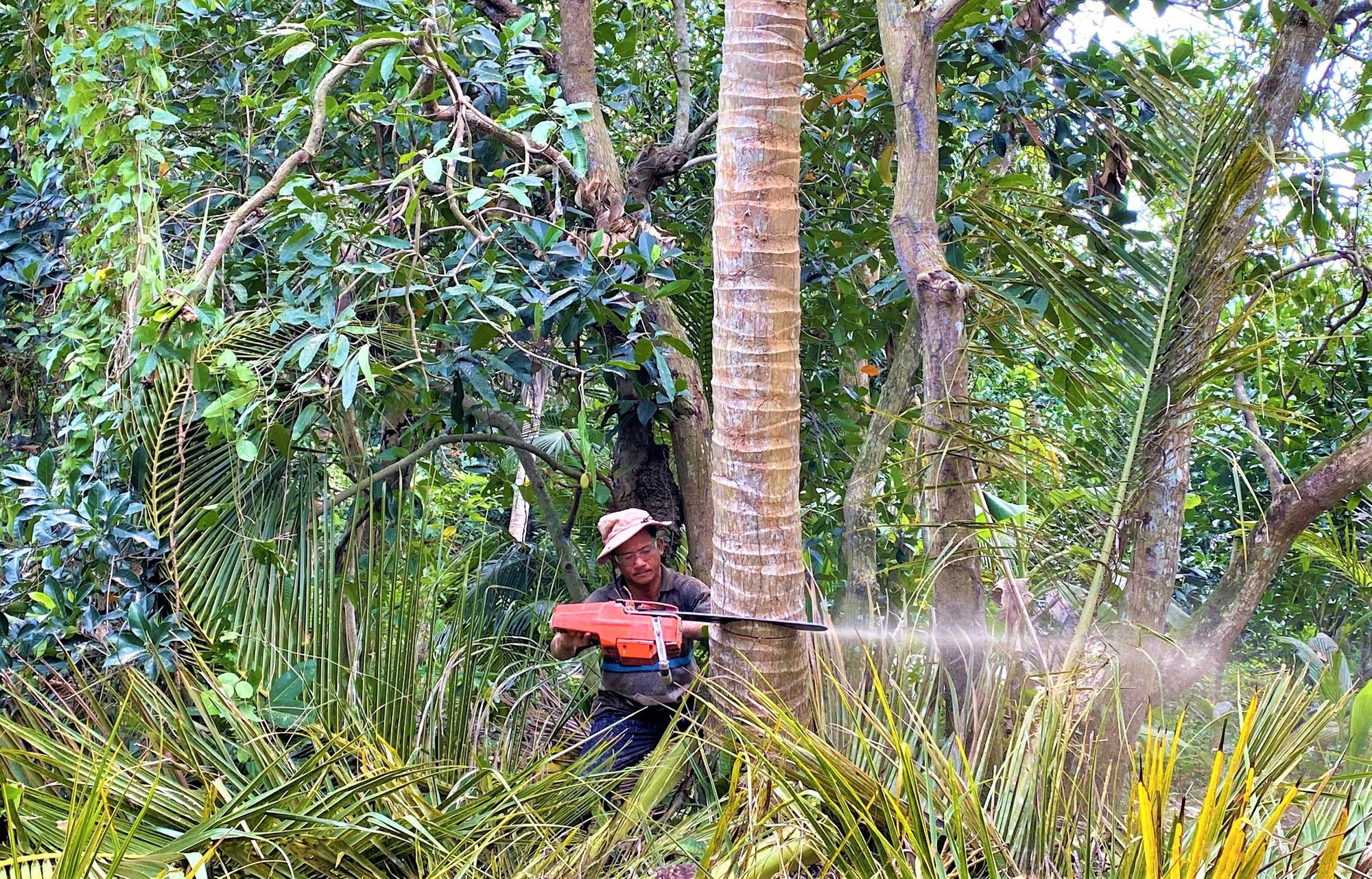 Nghề &quot;ăn cơm dương gian, làm việc trên trời&quot;: Chỉ 10 giây, &quot;vua khỉ&quot; miền Tây thoăn thoắt leo cây dừa cao hơn chục mét - Ảnh 4.