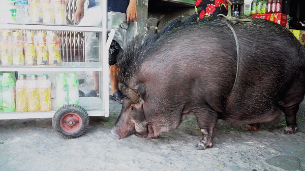 Gia đình ở Sài Gòn nuôi lợn rừng nặng 200kg làm thú cưng lên báo nước ngoài - Ảnh 1.