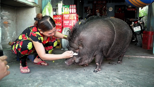 Gia đình ở Sài Gòn nuôi lợn rừng nặng 200kg làm thú cưng lên báo nước ngoài - Ảnh 2.