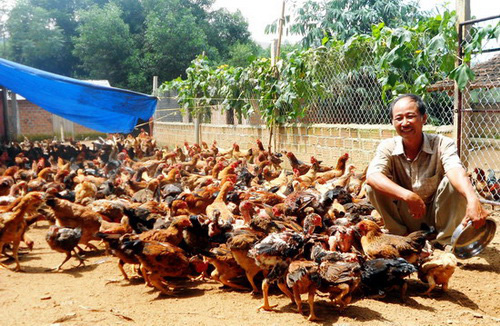 Bình Định: Giá gà thả đồi tăng 62.000 đồng/kg, nông dân nói điều bất ngờ - Ảnh 1.