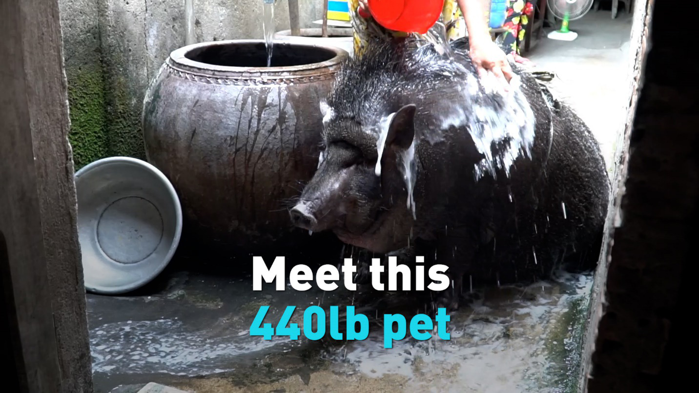 Gia đình ở Sài Gòn nuôi lợn rừng nặng 200kg làm thú cưng lên báo nước ngoài - Ảnh 4.