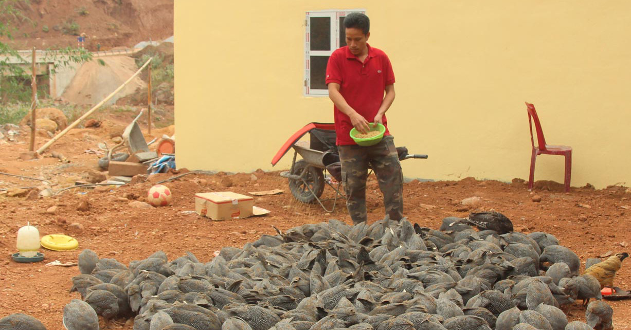 Nuôi gà sao bay cao, bay giỏi, kêu như chim, bán giá đắt, ông nông dân Lai Châu trúng đậm