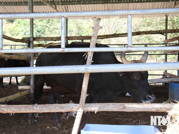 Được ăn gì mà đàn bò tót từng gầy trơ xương gây xôn xao giờ đang nuôi ở tỉnh Ninh Thuận béo khỏe hẳn lên? - Ảnh 1.