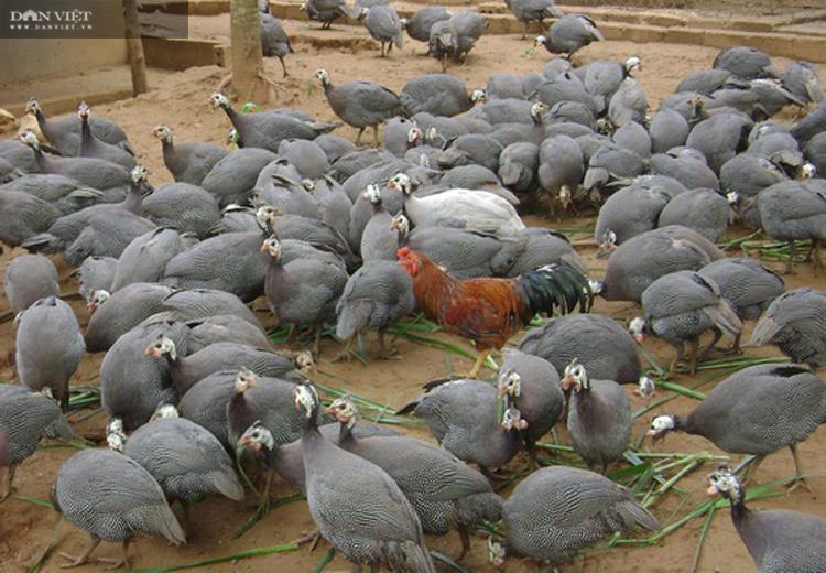 Lai Châu: Nuôi 500 con, nhìn xa tưởng là chim, lại gần hóa ra gà, anh nông  dân thu vài trăm triệu mỗi năm - Ảnh 2.
