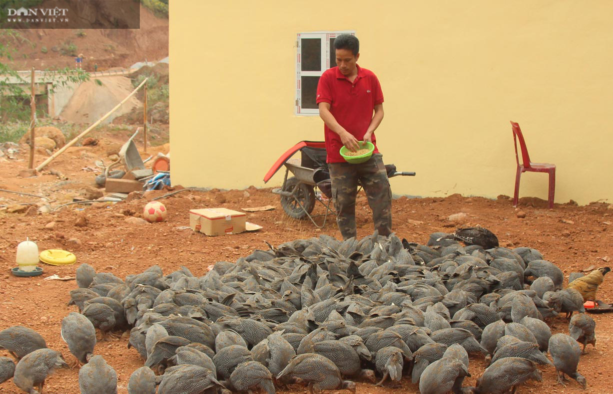 Lai Châu: Nuôi 500 con, nhìn xa tưởng là chim, lại gần hóa ra gà, anh nông  dân thu vài trăm triệu mỗi năm - Ảnh 1.