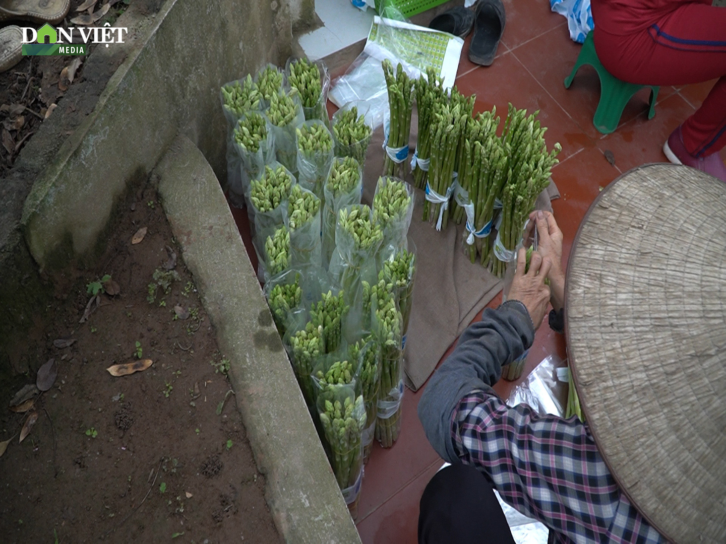 Trồng loại cây được mệnh danh là “rau hoàng đế” nông dân Phú Xuyên thu tiền triệu mỗi ngày - Ảnh 3.