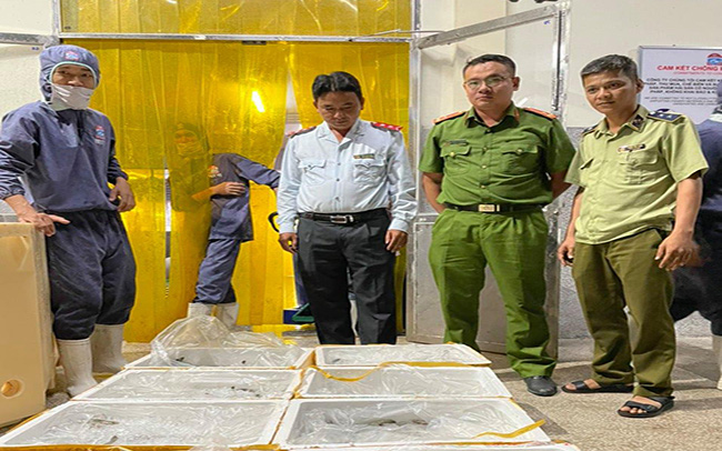 Kiên Giang: Tiếp tục phát hiện cơ sở kinh doanh tôm chứa tạp chất - Ảnh 1.