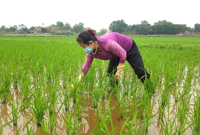 Hiệu quả từ mô hình cánh đồng lớn liên kết sản xuất lúa chất lượng cao   Đài phát thanh và truyền hình Nghệ An