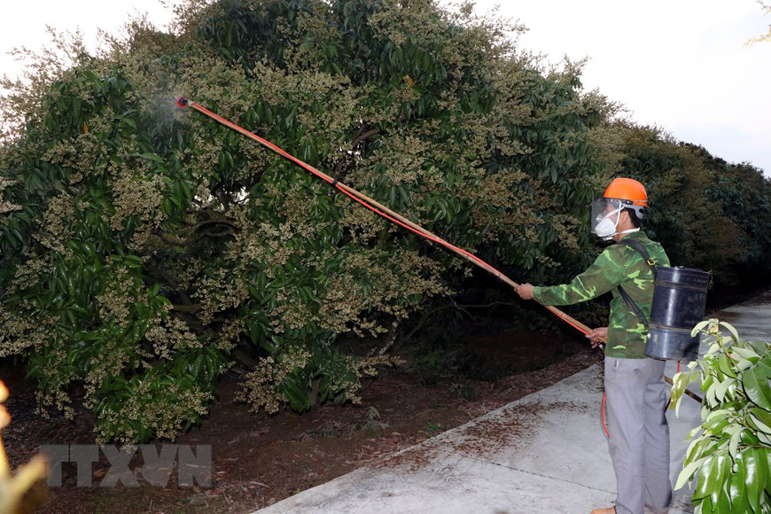 Hải Dương: Hoa vải ra chi chít, trắng cả một vùng, vải sớm Thanh Hà hứa hẹn quả sai trĩu - Ảnh 3.