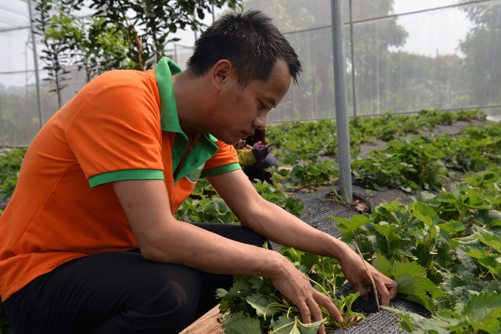 Trồng cây ăn quả kết hợp với làm du lịch sinh thái, anh nông dân trẻ Sơn La thu cả tỷ đồng - Ảnh 2.