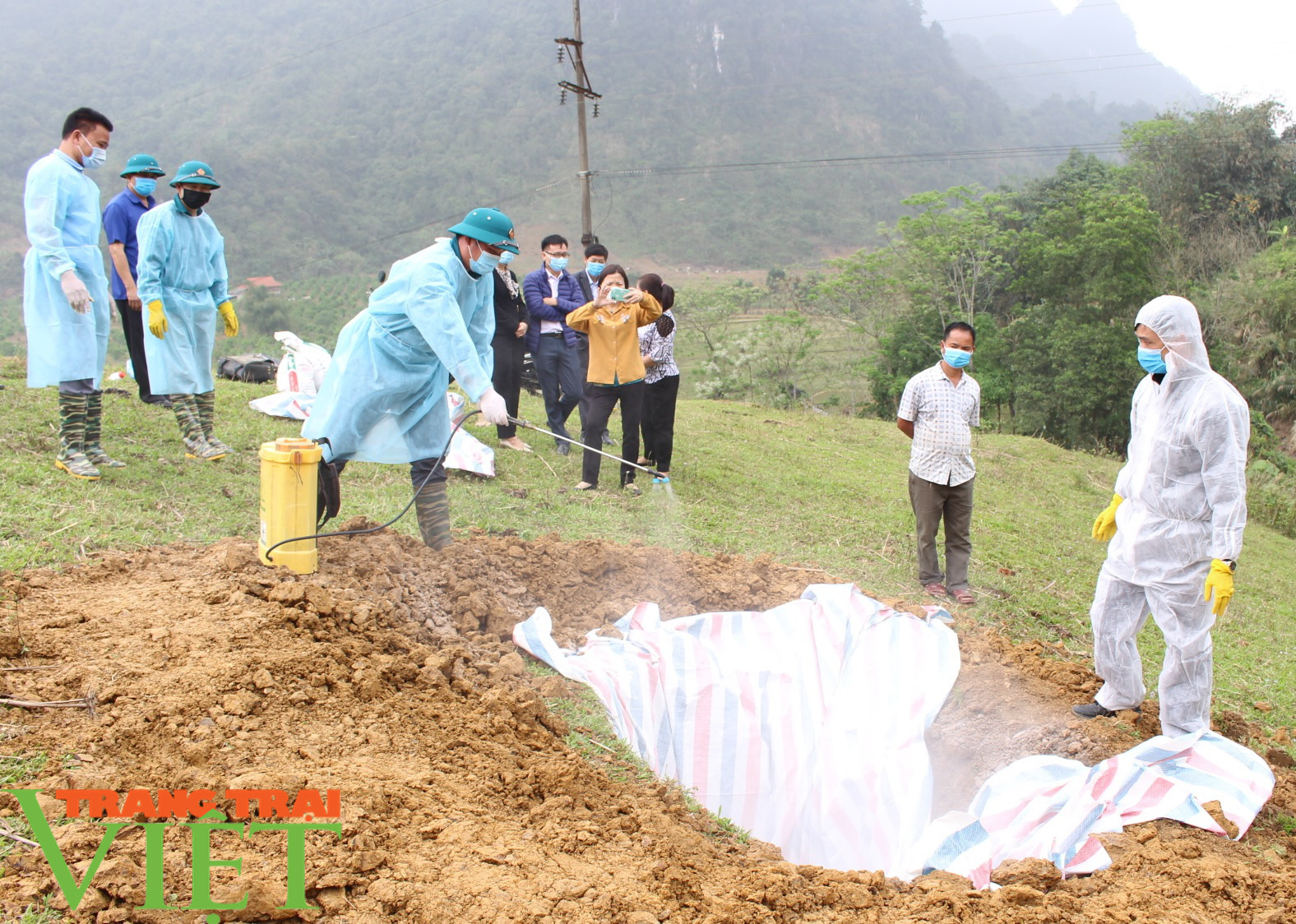 Phù Yên (Sơn La) tiêu hủy 9 con bò bị bệnh viêm da nổi cục - Ảnh 4.