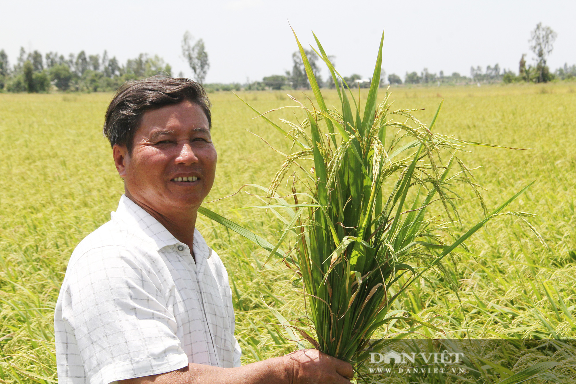 Vì sao lúa không được ưu tiên, phải đứng sau thuỷ sản và trái cây? - Ảnh 3.