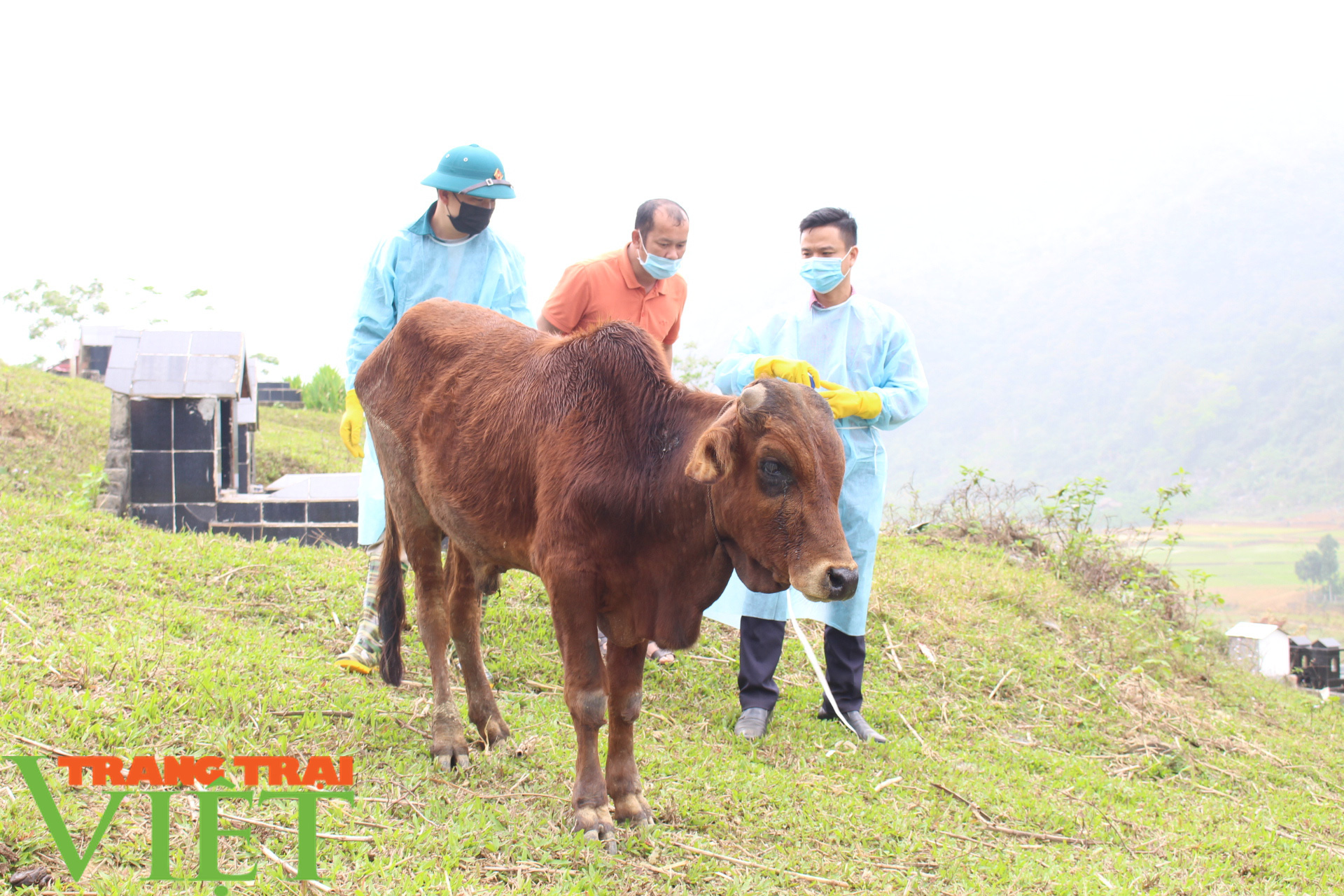 Phù Yên (Sơn La) tiêu hủy 9 con bò bị bệnh viêm da nổi cục - Ảnh 2.