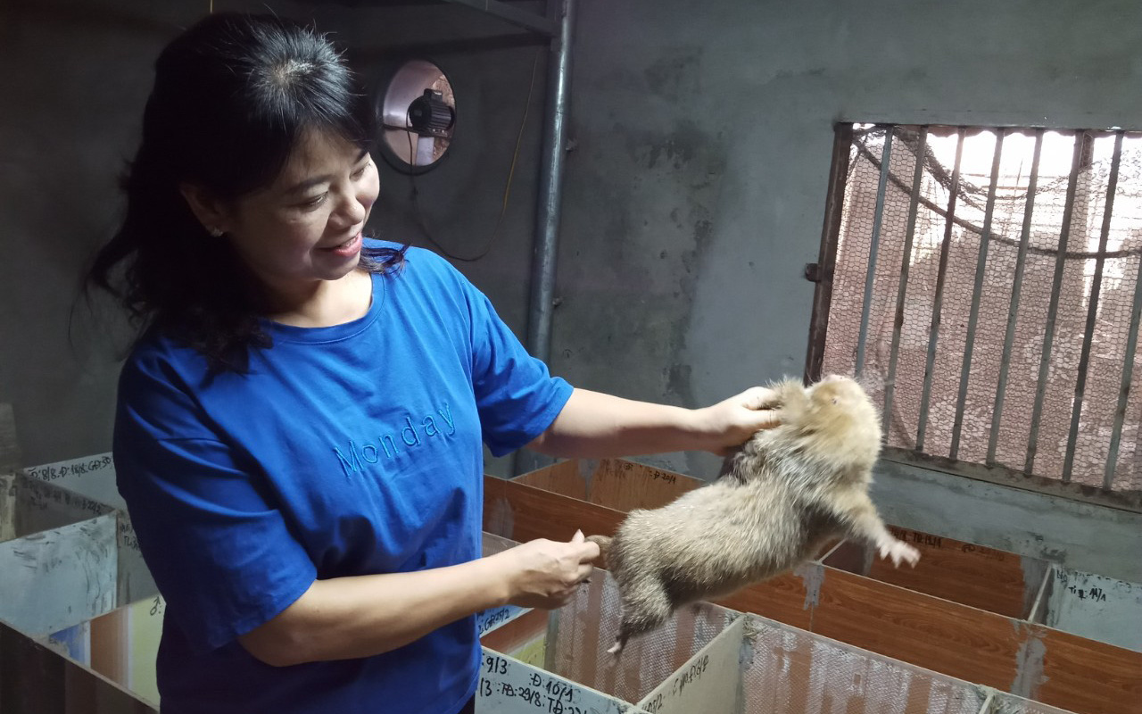 Sơn La: Nuôi loài thú biết ăn cả xương trâu, bò, gặm cỏ như ranh, mỗi năm &quot;nhả ra&quot; 1,5 tỷ tiền lời