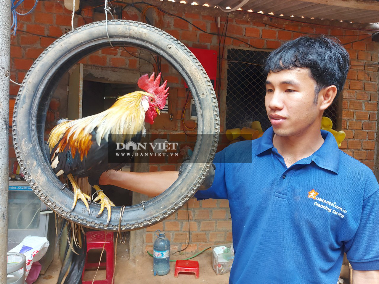 Kỹ Thuật Nuôi Chim Trĩ Đỏ Thành Công Đơn Giản - Hiệu Quả