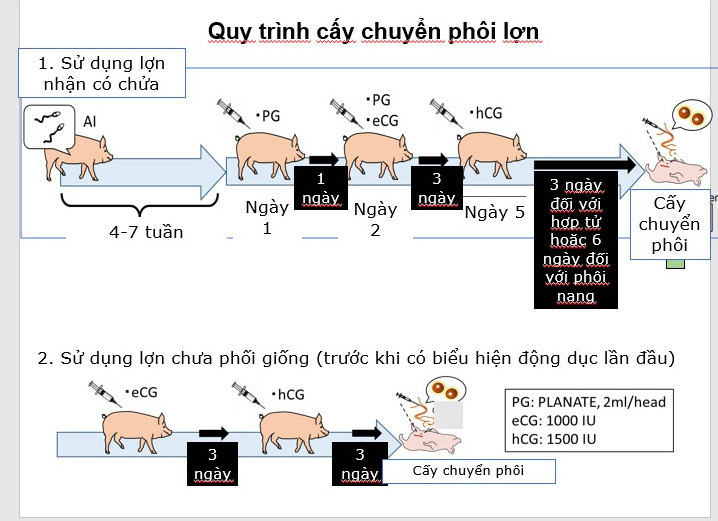 4 con lợn Ỉ được nhân bản từ tai lợn như thế nào? - Ảnh 6.