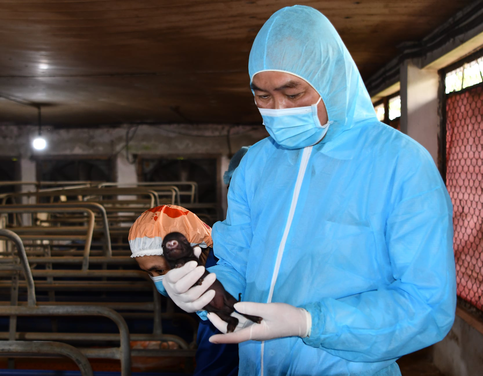 Lần đầu tiên tại Việt Nam: Lợn Ỉ tưởng bị tuyệt chủng nay được nhân bản thành công từ tế bào soma mô tai - Ảnh 1.