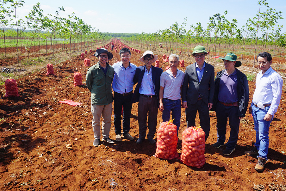 Trồng loại củ trắng phau, sau hơn 3 tháng bán tiền tỷ - Ảnh 4.