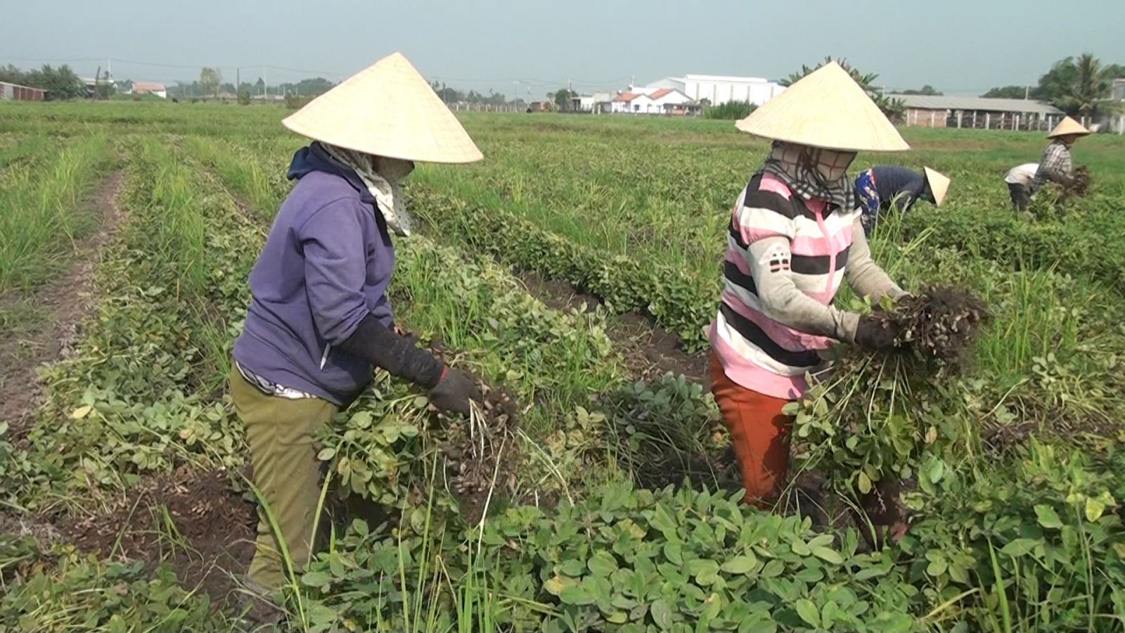 Cây gì ra quả mà gọi là củ trồng ở tỉnh Long An, nông dân nhổ lên ...