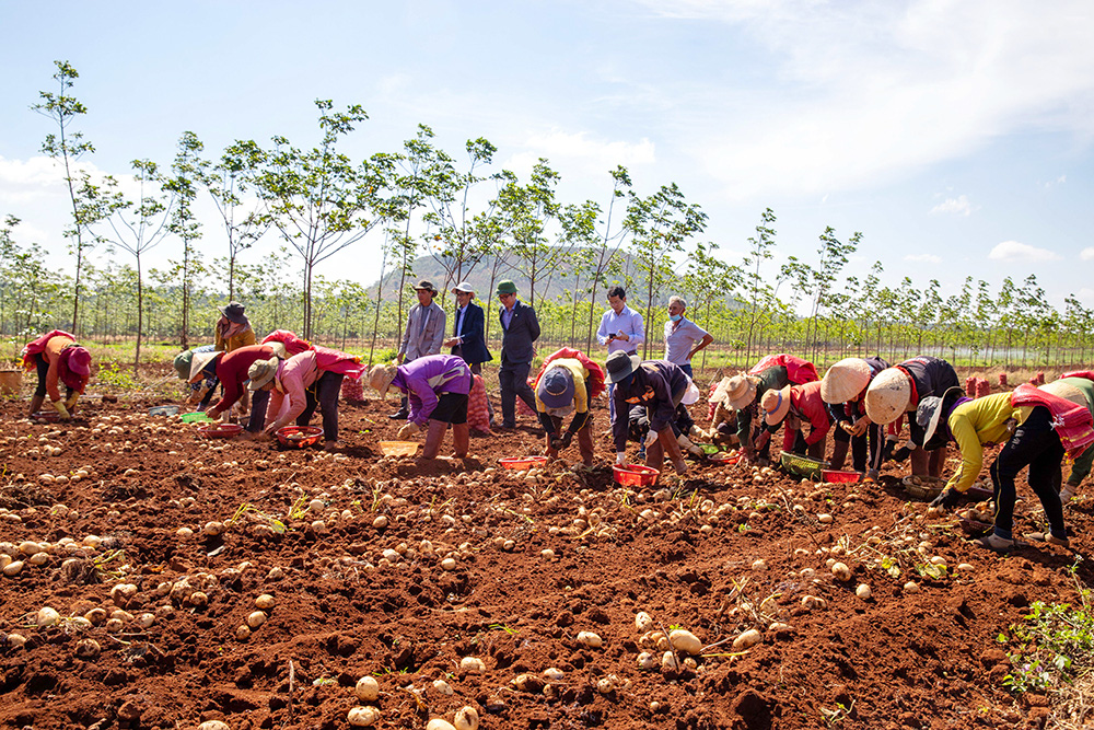 Trồng loại củ trắng phau, sau hơn 3 tháng bán tiền tỷ - Ảnh 6.