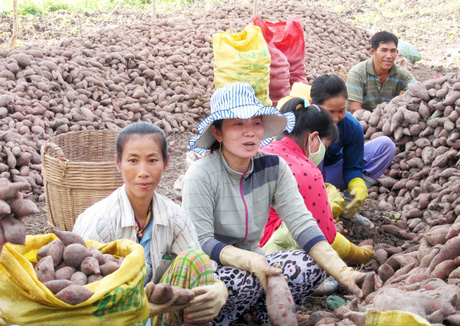 Vĩnh Long: Thứ củ quen nhẵn mặt này bất ngờ tăng giá mạnh, dân hối hả đào lên bán, cứ 1 công thu 40 triệu - Ảnh 1.