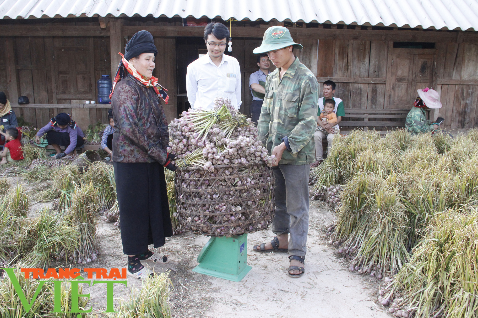 Yên Châu: Tỏi được mùa, người dân phấn khởi - Ảnh 4.