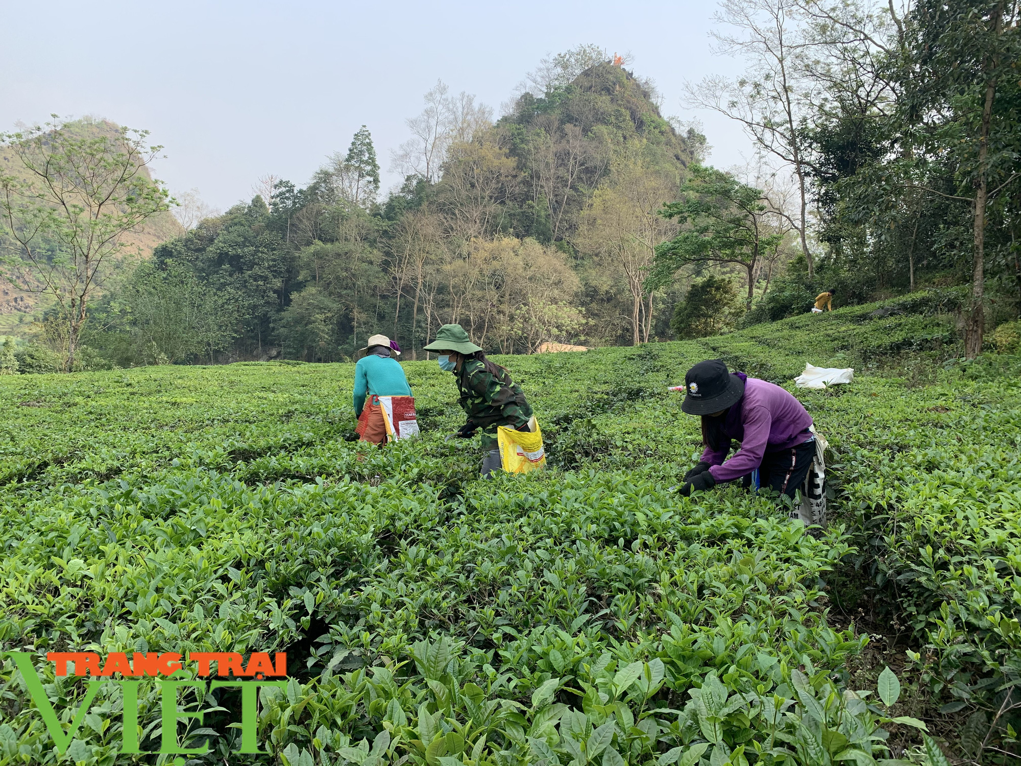 “Đánh thức” vùng đất khó, chàng trai Mông thu nhập trên 170 triệu đồng mỗi năm - Ảnh 3.