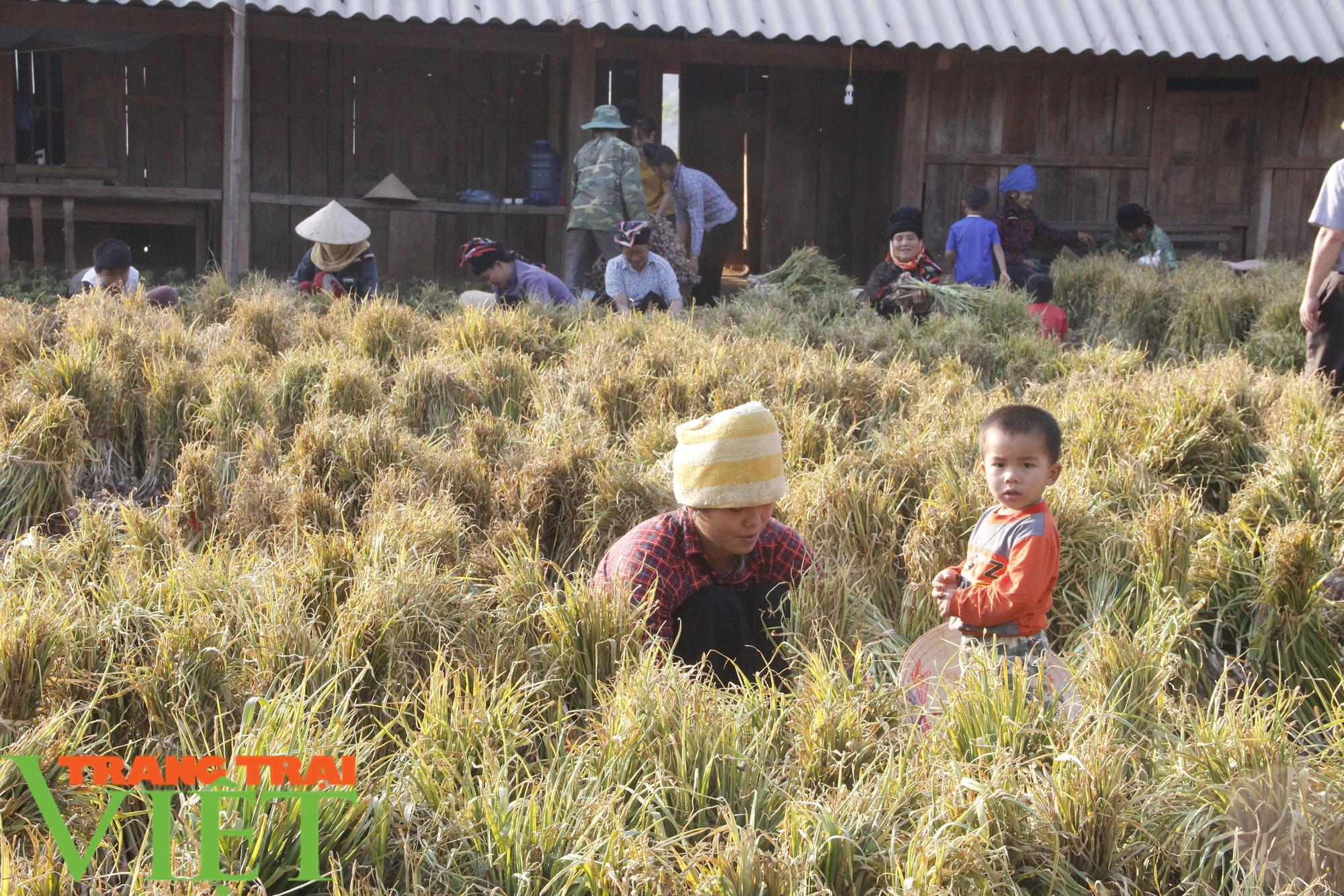 Yên Châu: Tỏi được mùa, người dân phấn khởi - Ảnh 3.