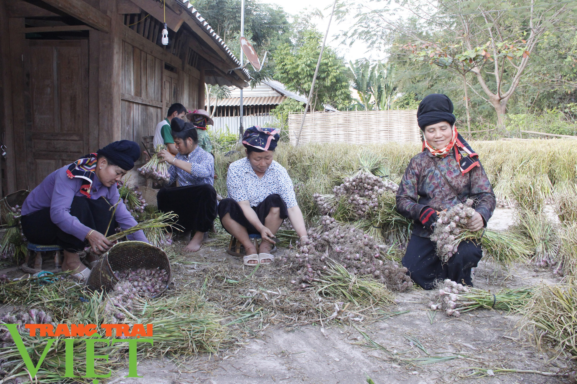 Yên Châu: Tỏi được mùa, người dân phấn khởi - Ảnh 1.