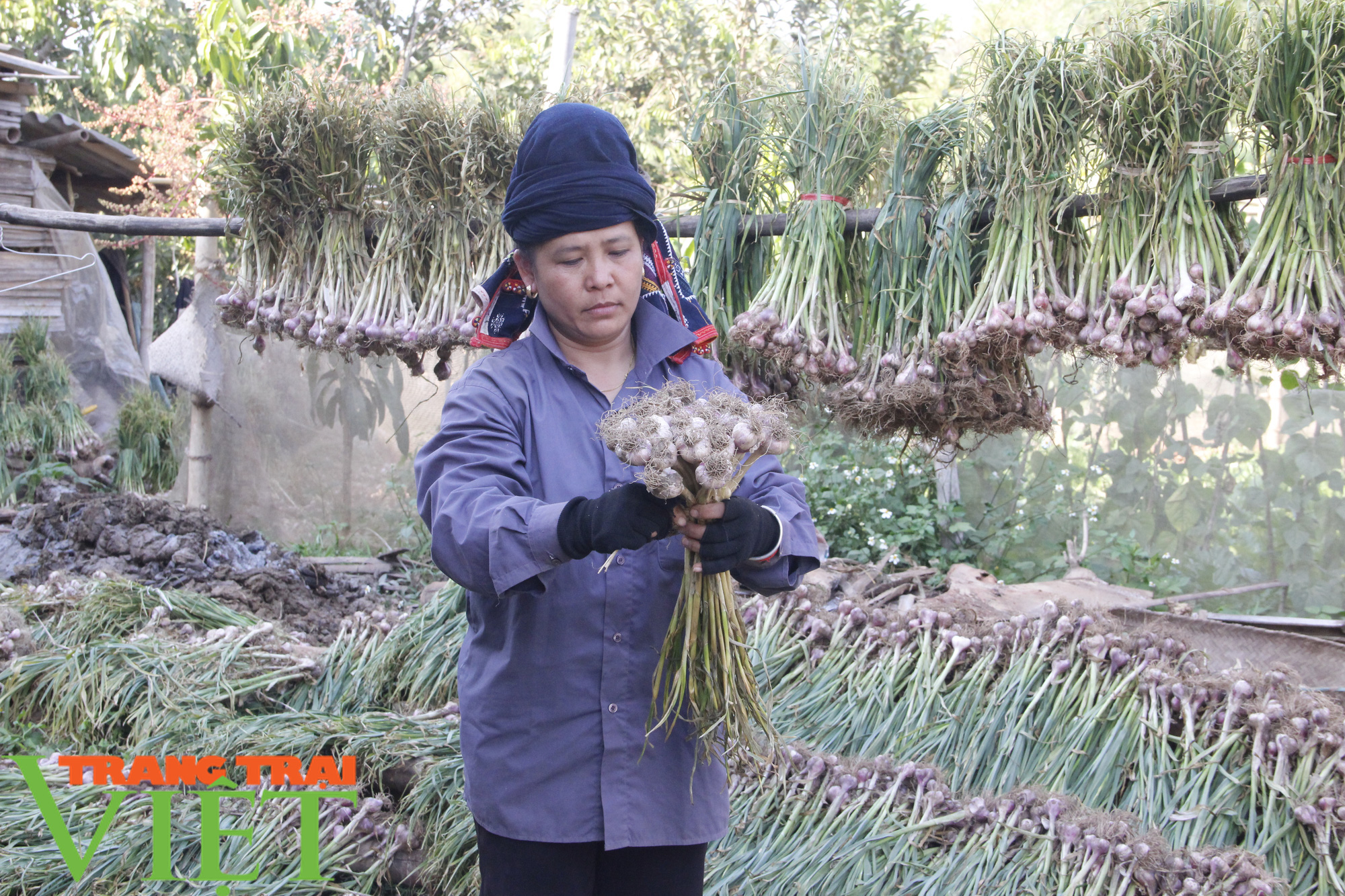 Yên Châu: Tỏi được mùa, người dân phấn khởi - Ảnh 2.