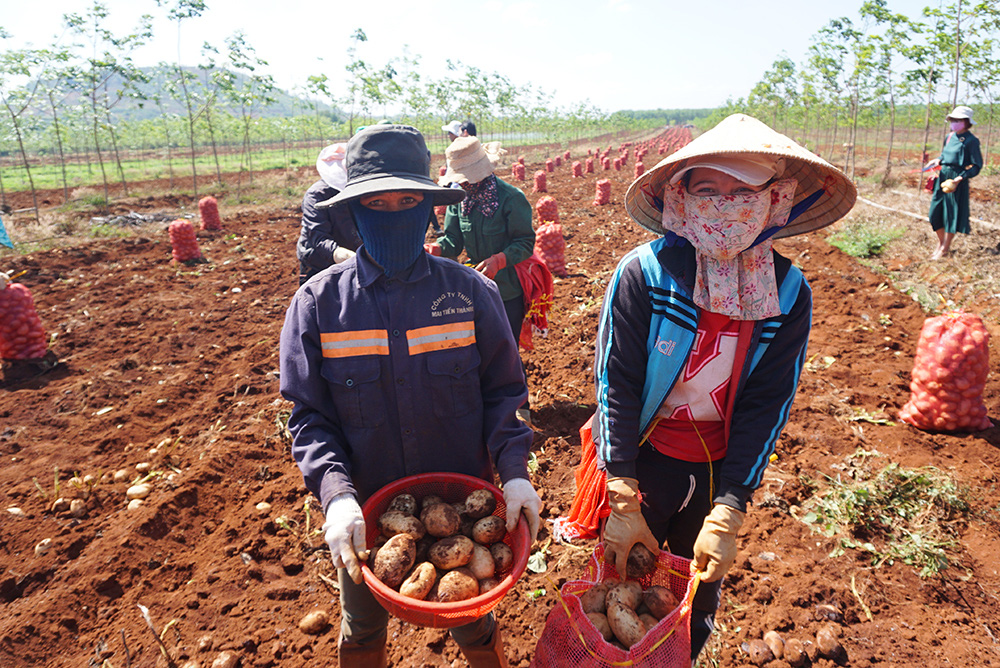 Trồng loại củ trắng phau, sau hơn 3 tháng bán tiền tỷ - Ảnh 5.