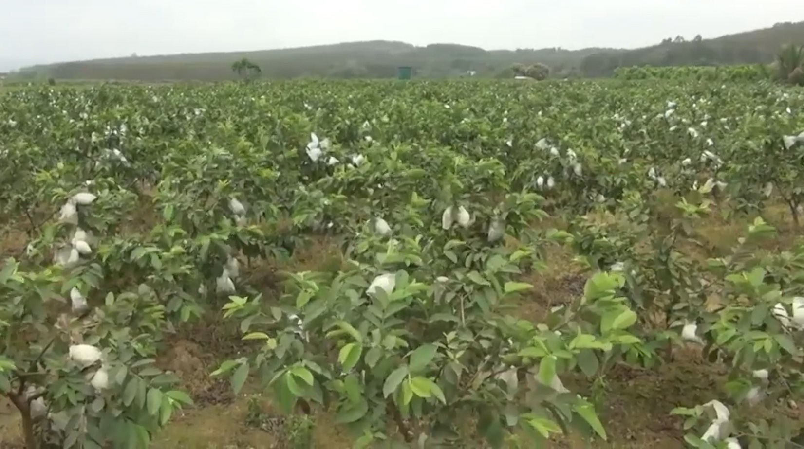 Trồng ổi lê Đài Loan trên đất đồi Thanh Hóa, nông dân đổi đời, thu về cả tỷ đồng - Ảnh 3.