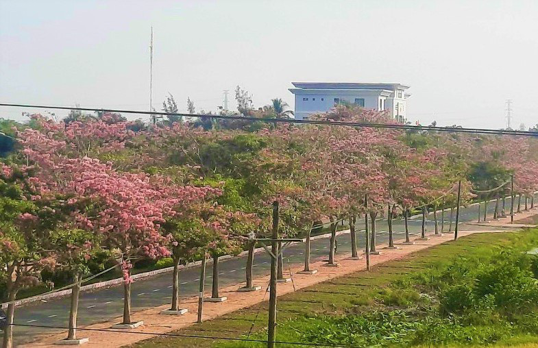 Hoa kèn hồng là hoa gì mà người dân ở các tỉnh miền Tây ùn ùn kéo đến Sóc Trăng để ngắm và chụp hình? - Ảnh 9.