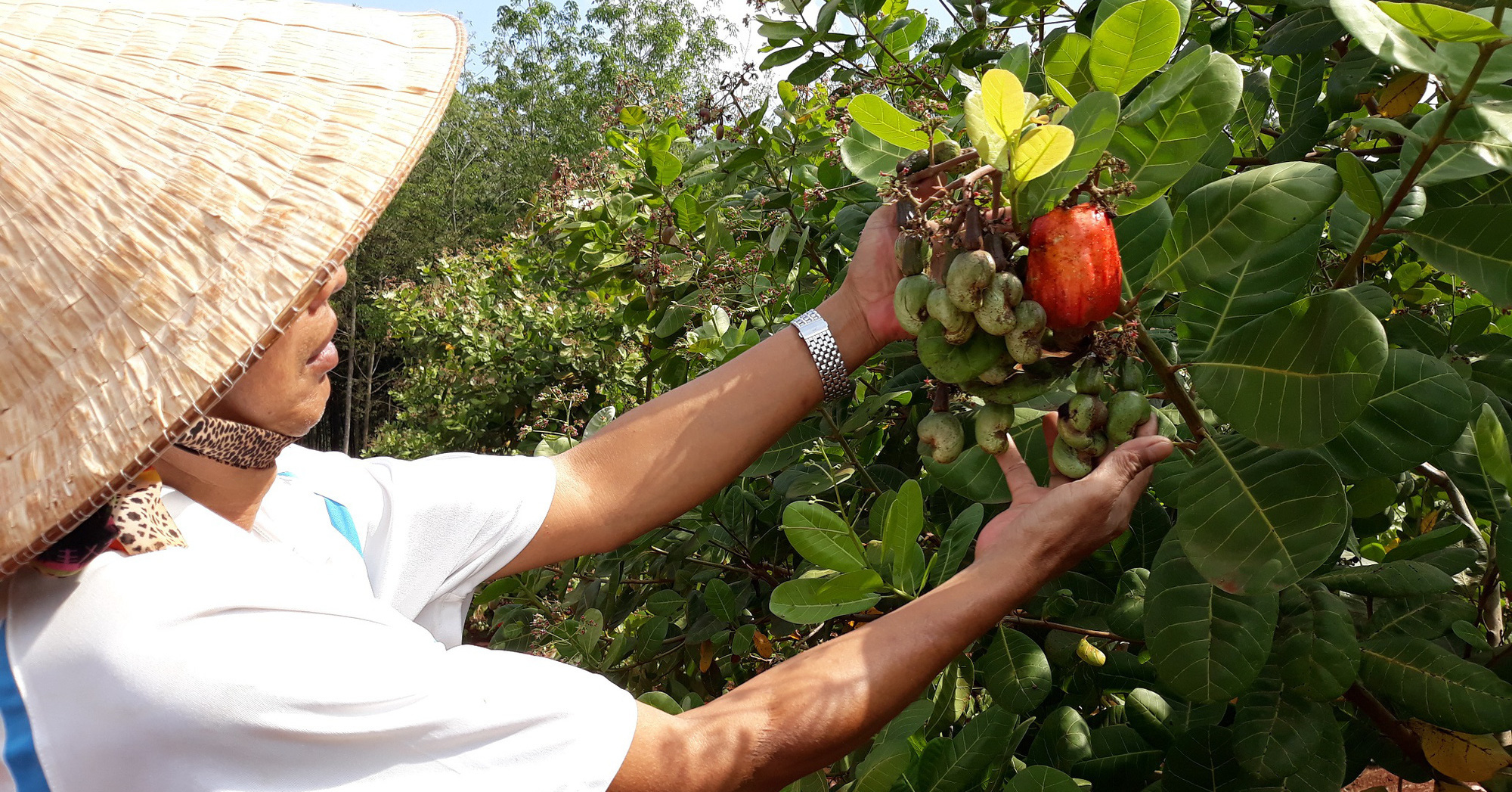 Bình Phước: Nông dân thắng to vụ điều