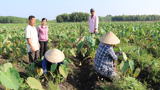 Tây Ninh: Thiên hạ khối nơi trồng khoai môn, nhưng nông dân ở đây trồng thứ khoai môn tên lạ, lãi tới 100 triệu/ha? - Ảnh 1.