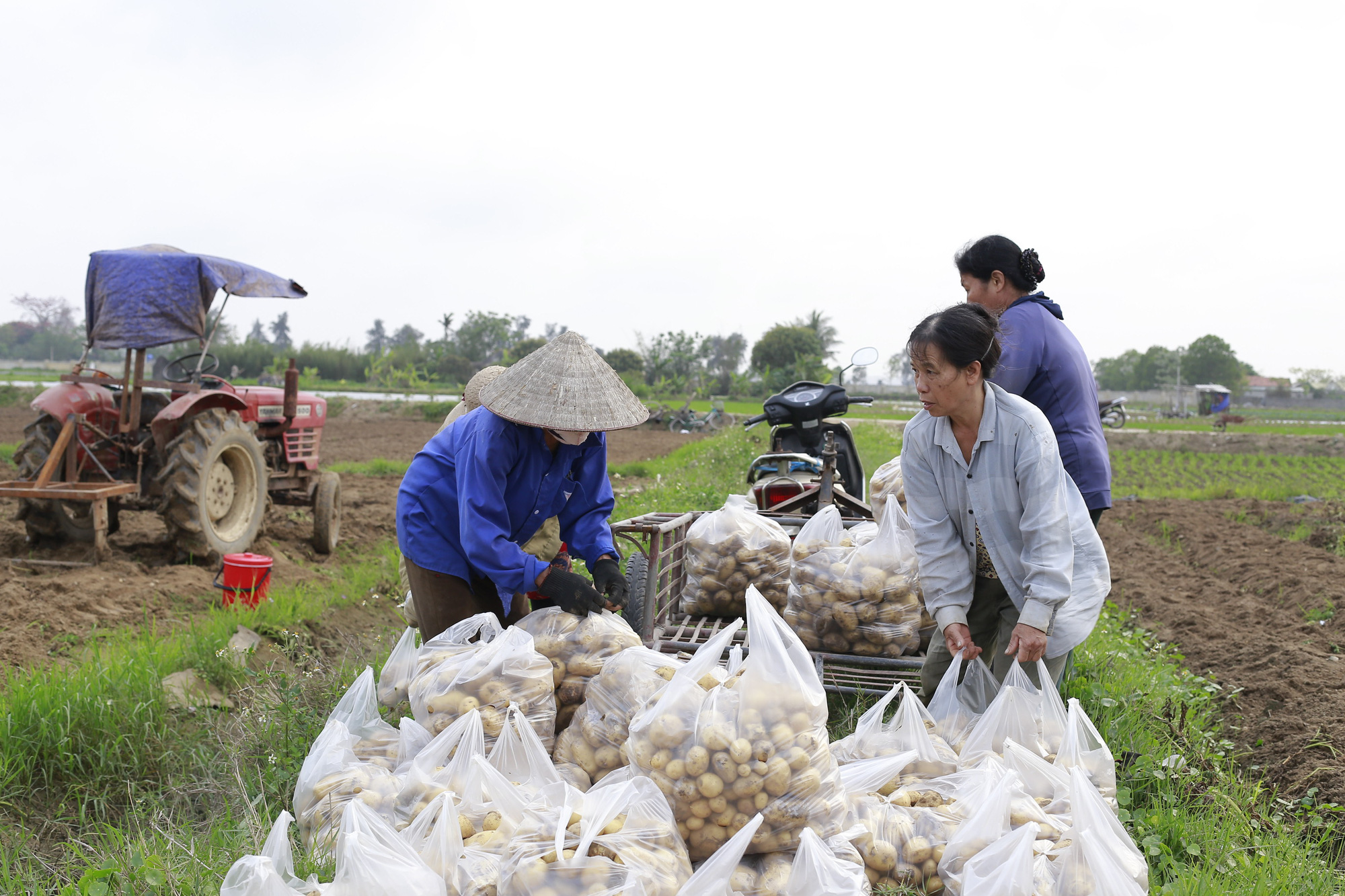 Thanh Hóa: Trồng giống khoai tây tên nghe rất Tây, nông dân ở đây cứ ung dung mà đút túi 7-9 triệu/sào - Ảnh 2.