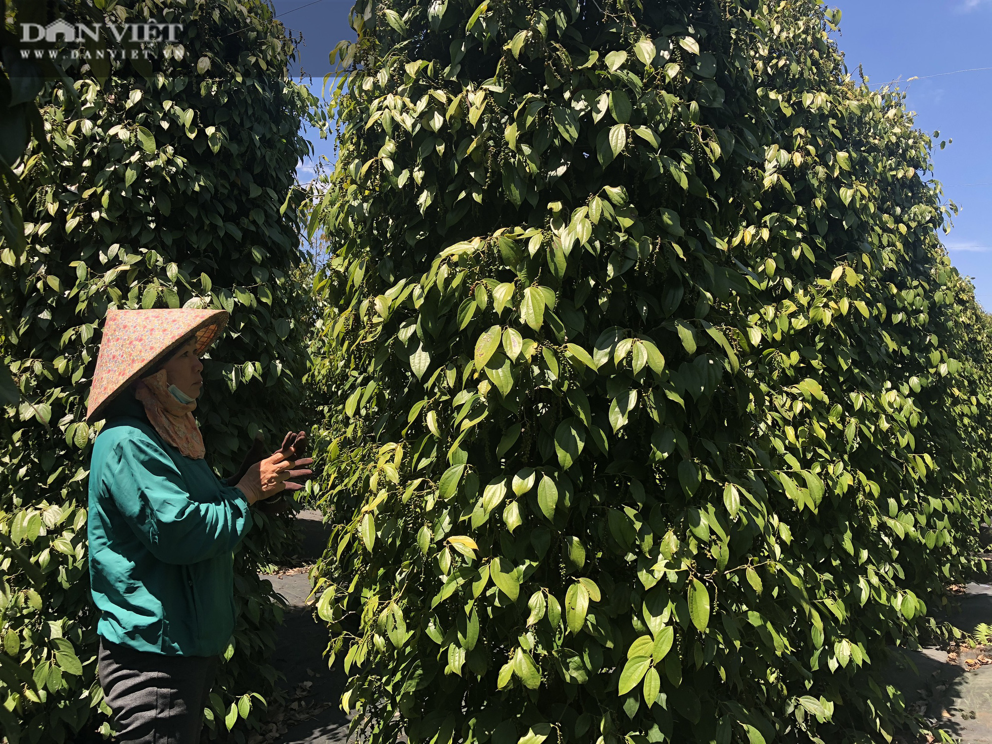 Giá tiêu tăng “điên cuồng” như sàn chứng khoán, “đại gia” hồ tiêu số 1 Việt Nam nói gì? - Ảnh 1.