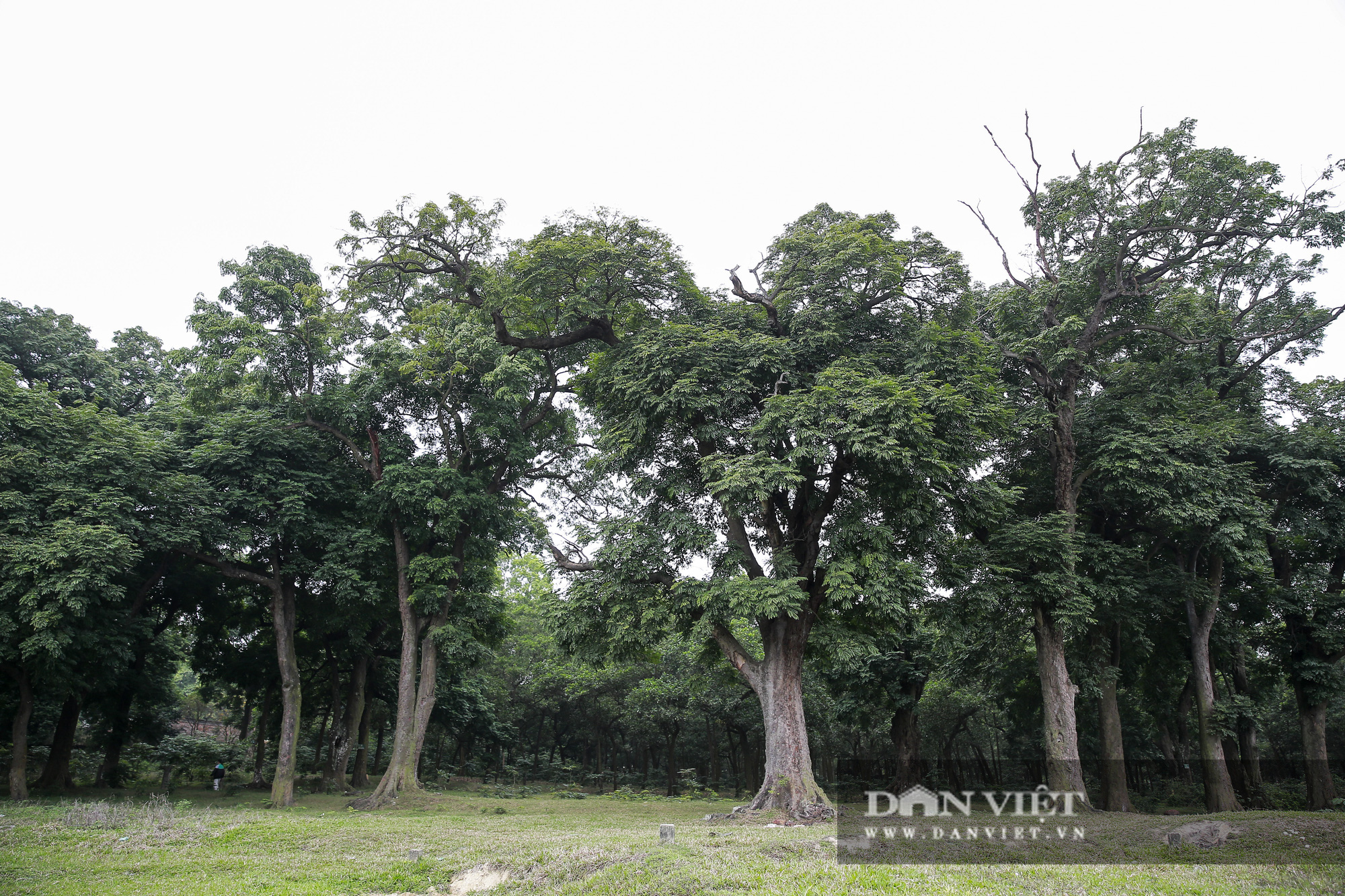 Choáng ngợp rừng lim xanh quý hiếm nghìn năm tuổi tại Hà Nội - Ảnh 1.