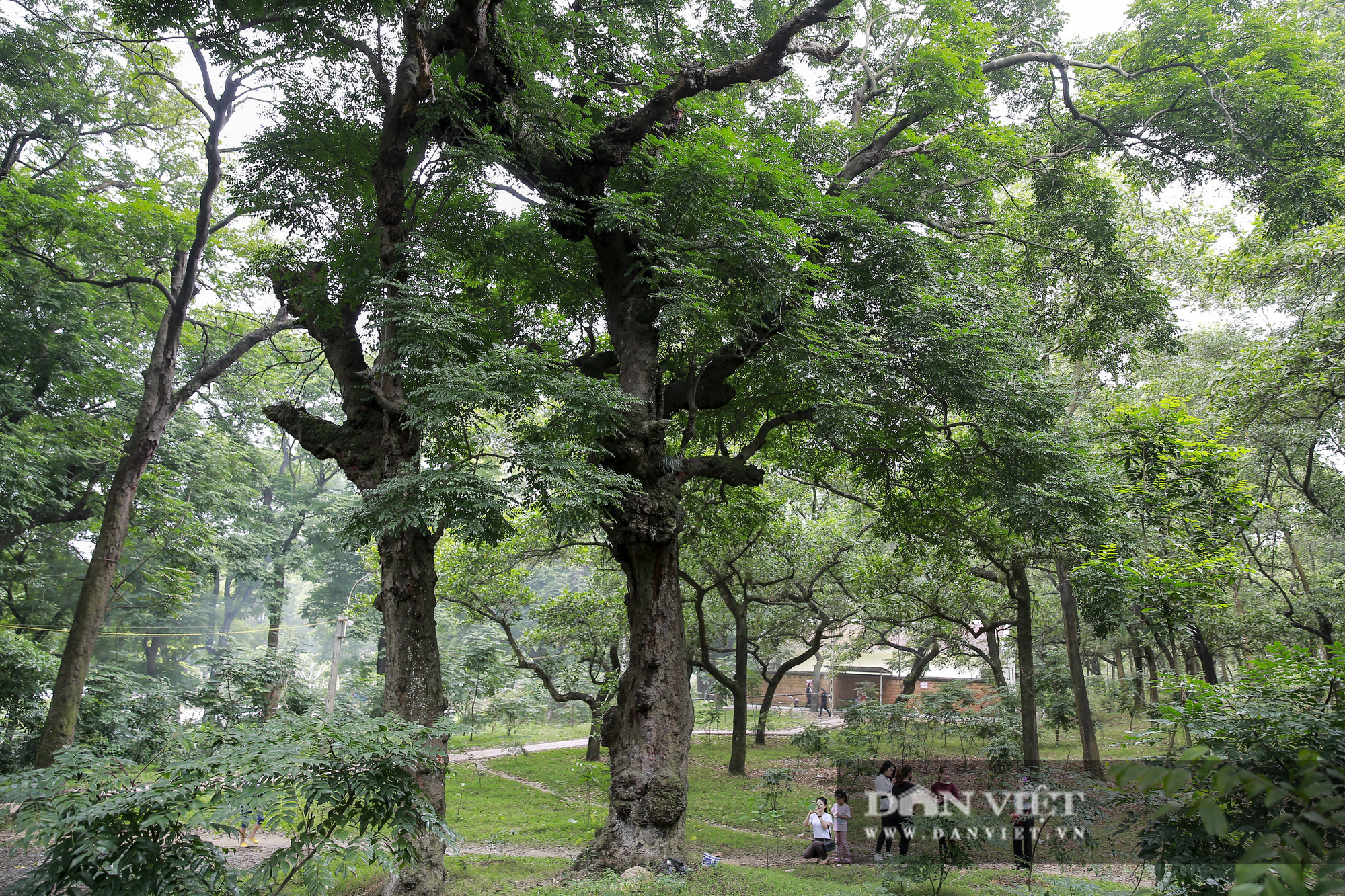 Choáng ngợp rừng lim xanh quý hiếm nghìn năm tuổi tại Hà Nội - Ảnh 10.