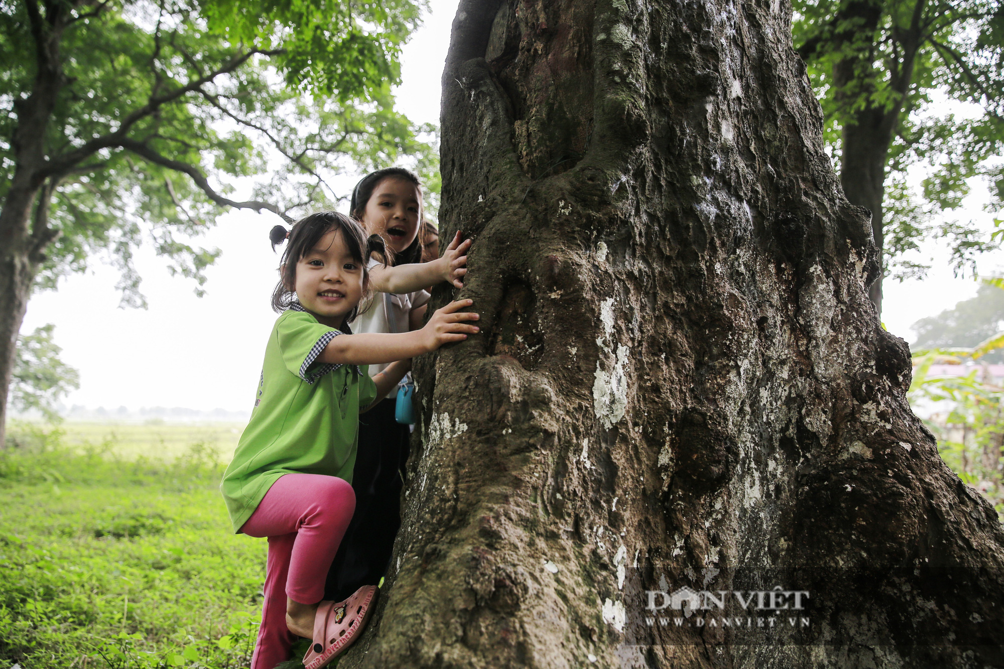 Choáng ngợp rừng lim xanh quý hiếm nghìn năm tuổi tại Hà Nội - Ảnh 11.