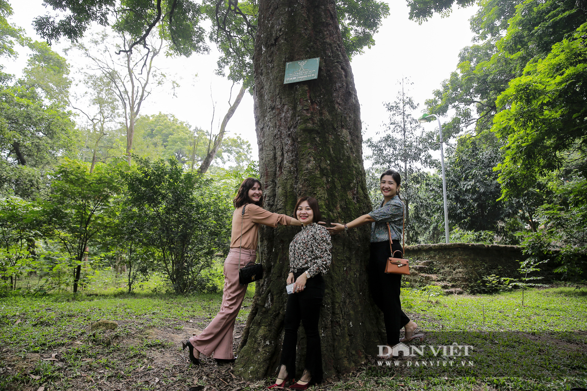Choáng ngợp rừng lim xanh quý hiếm nghìn năm tuổi tại Hà Nội - Ảnh 2.