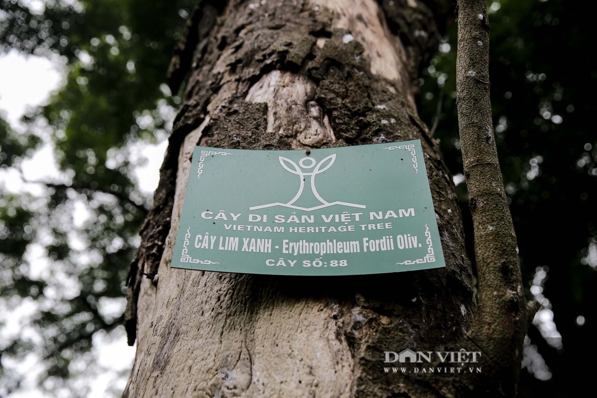 Choáng ngợp rừng lim xanh quý hiếm nghìn năm tuổi tại Hà Nội - Ảnh 3.
