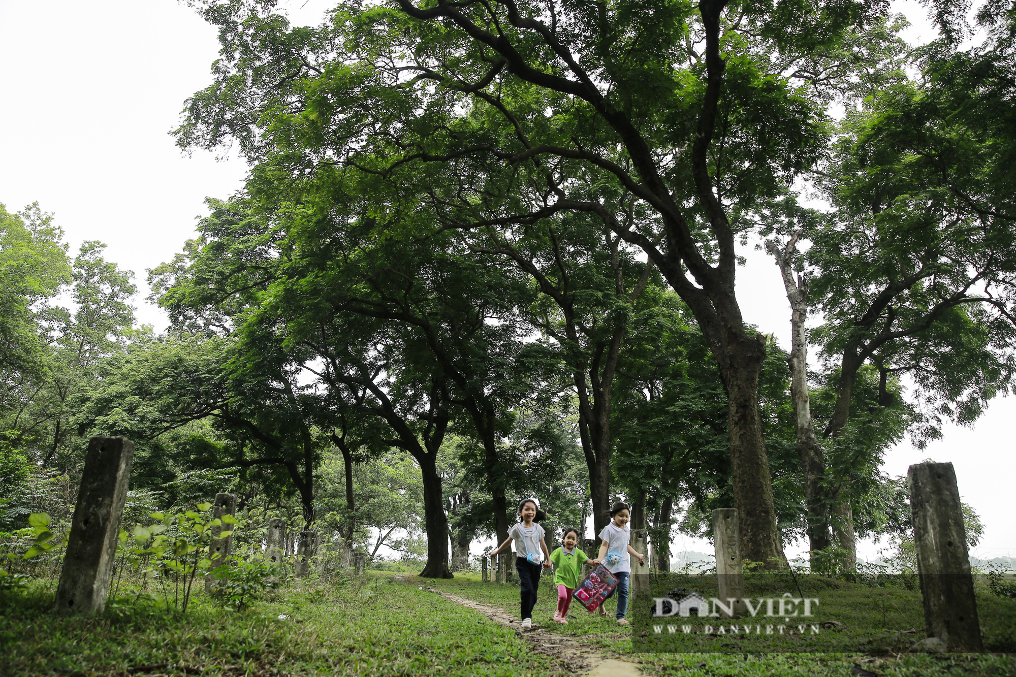 Choáng ngợp rừng lim xanh quý hiếm nghìn năm tuổi tại Hà Nội - Ảnh 4.