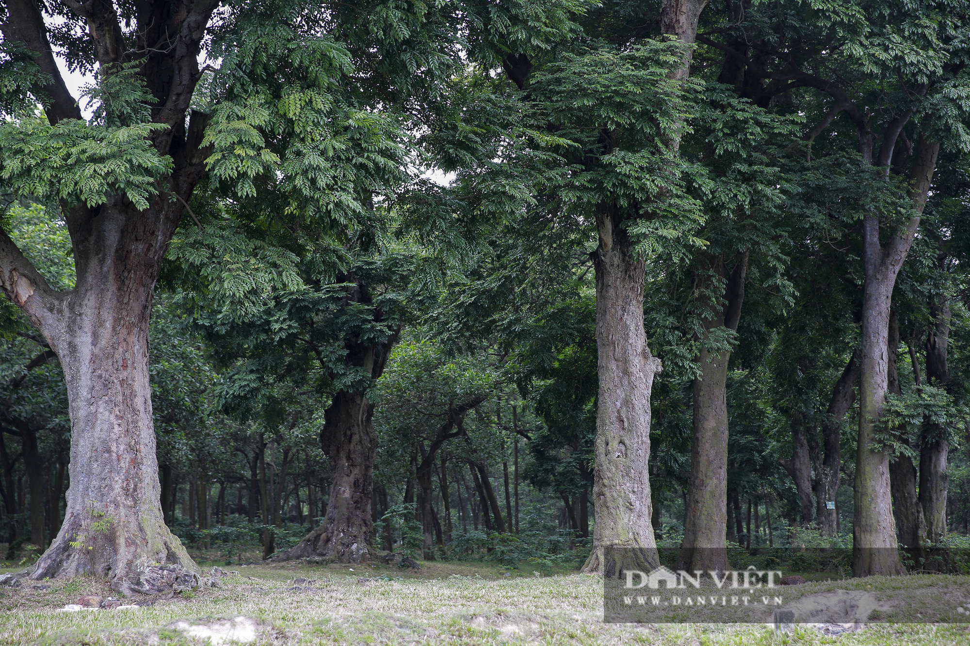 Choáng ngợp rừng lim xanh quý hiếm nghìn năm tuổi tại Hà Nội - Ảnh 5.