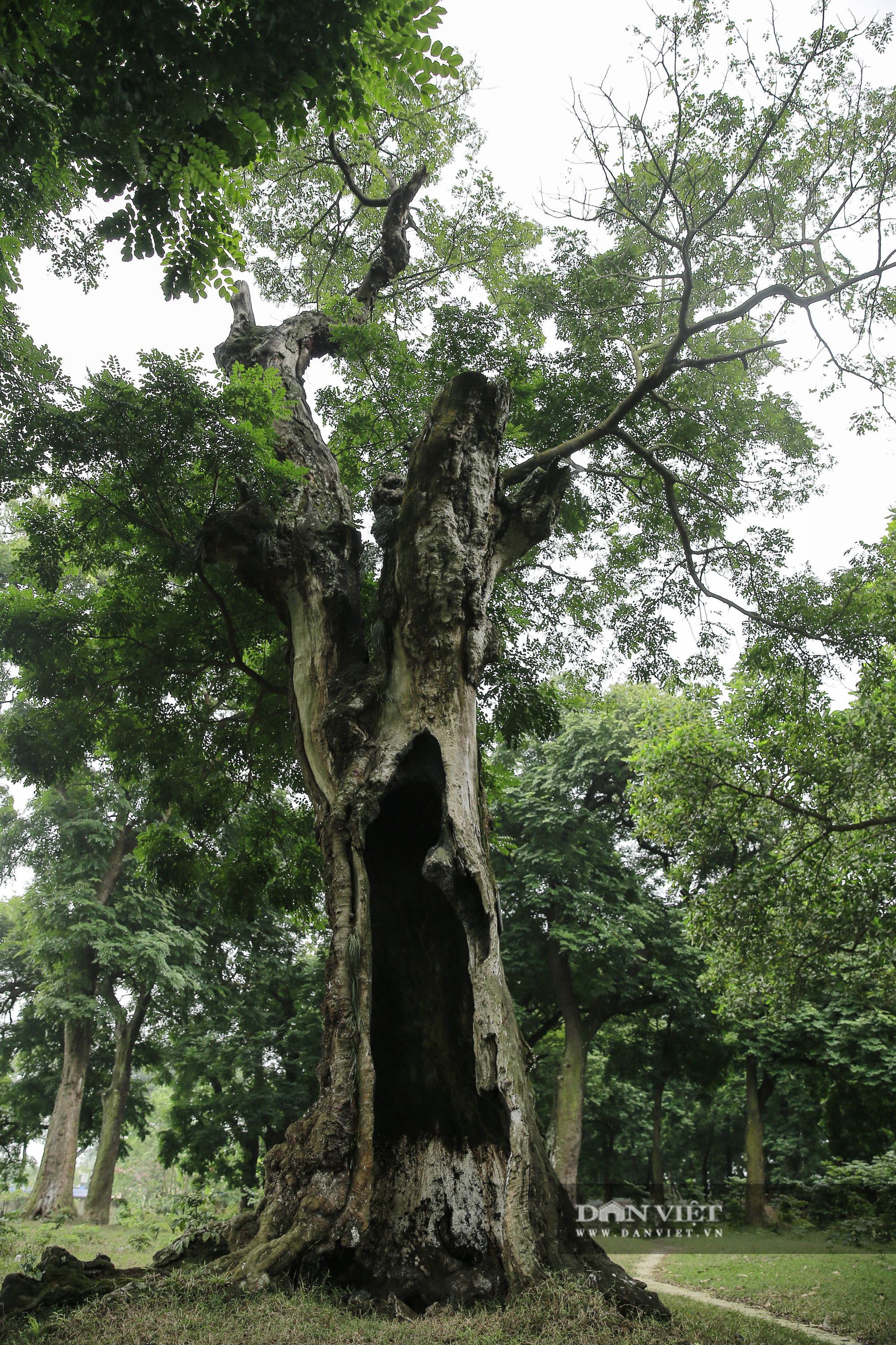 Choáng ngợp rừng lim xanh quý hiếm nghìn năm tuổi tại Hà Nội - Ảnh 6.