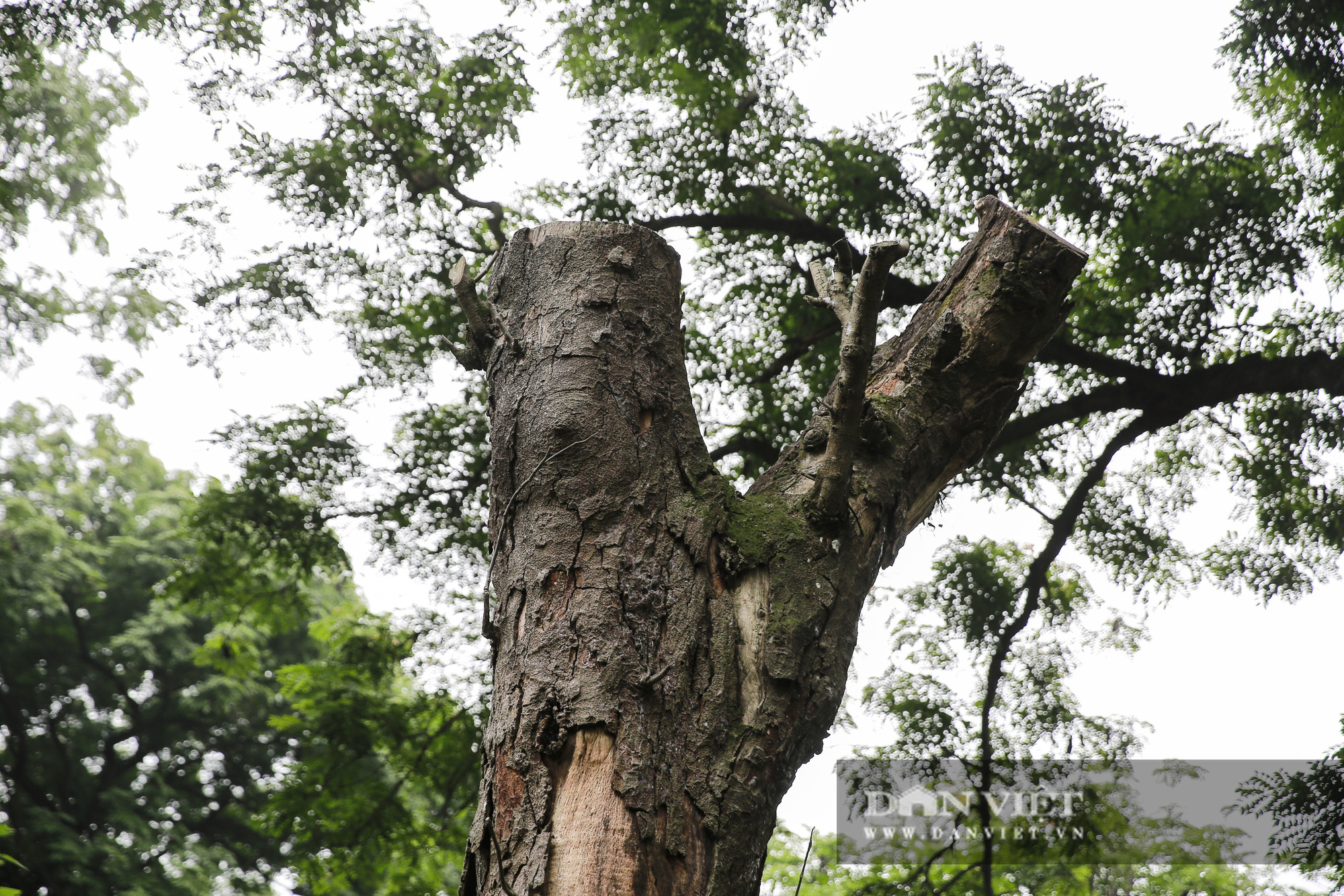 Choáng ngợp rừng lim xanh quý hiếm nghìn năm tuổi tại Hà Nội - Ảnh 7.