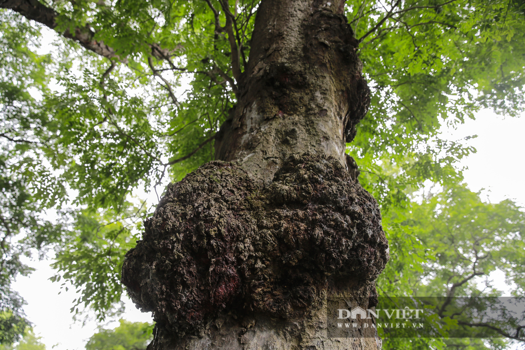 Choáng ngợp rừng lim xanh quý hiếm nghìn năm tuổi tại Hà Nội - Ảnh 8.