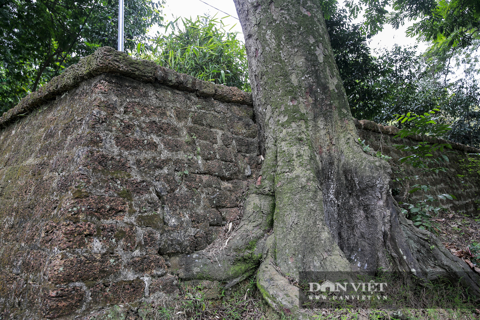 Choáng ngợp rừng lim xanh quý hiếm nghìn năm tuổi tại Hà Nội - Ảnh 9.