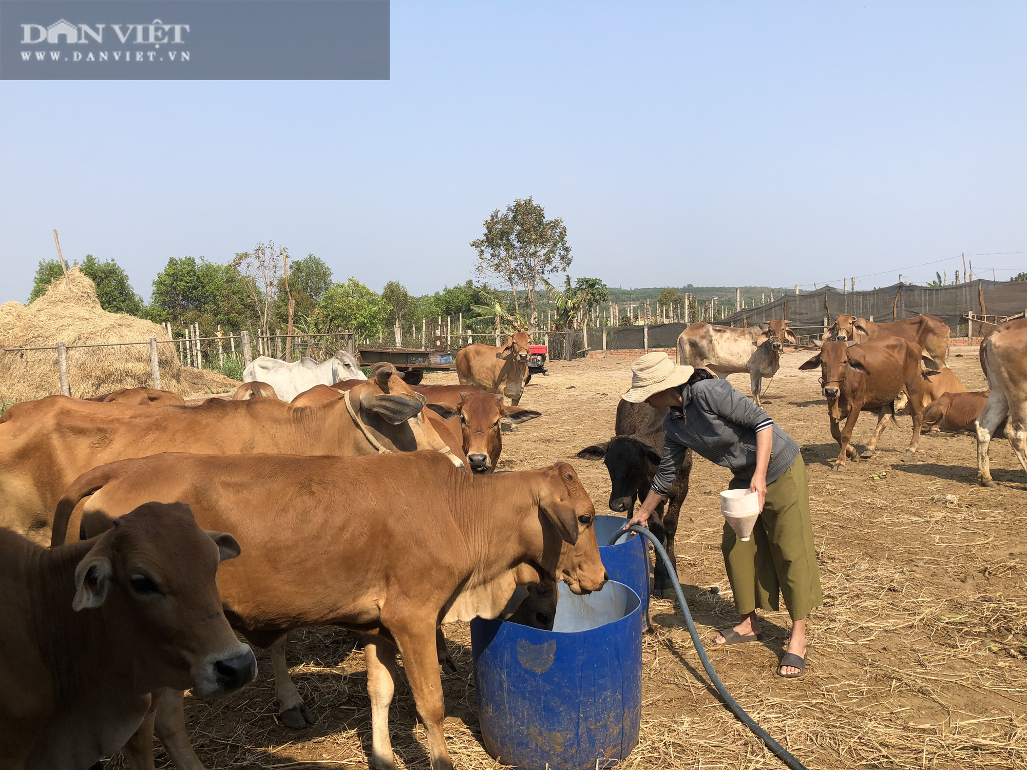 Nông dân Thanh Chương nuôi bò 3B lãi ròng trăm triệu đồng mỗi năm  Đài  phát thanh và truyền hình Nghệ An